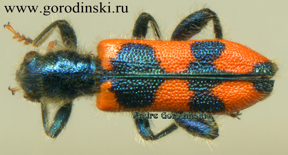 http://www.gorodinski.ru/oth_col/Trichodes sp.4.jpg